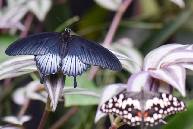 صورة من Insectarium: متحف الحشرات وخلية النحل خلف الزجاج، ٤ من ١٥