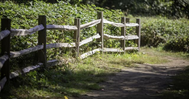 صورة من Redwood Park: أشجار Redwood وممرات الغابة، ١ من ١