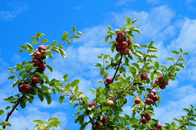 صورة من Domaine Lafrance: ١٣ ألف شجرة تفاح وكعك مقلي في Saint-Joseph-du-Lac، ٦ من ١١
