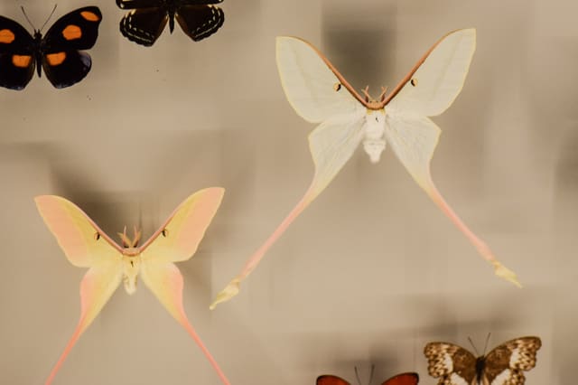 صورة من Insectarium: متحف الحشرات وخلية النحل خلف الزجاج، ٦ من ١٥