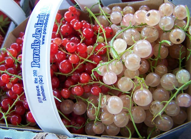 صورة من Paradis des Fruits: قطف فواكه في Dunham، ٦ من ٧