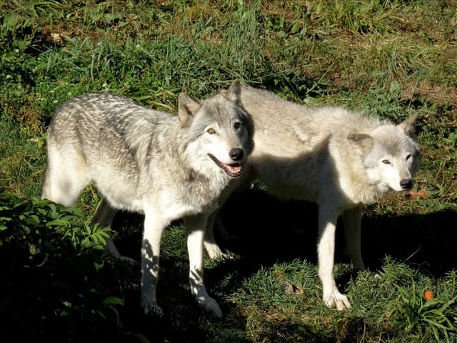 صورة من Parc Omega: سفاري بالسيارة تُطعم فيه الأيائل من نافذتك، ٦ من ٢٠
