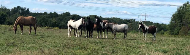صورة من Ranch Liberté: ركوب الخيل بين الأشجار، ٨ من ١٤