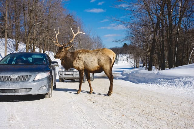 صورة من Parc Omega: سفاري بالسيارة تُطعم فيه الأيائل من نافذتك، ٢ من ٢٠