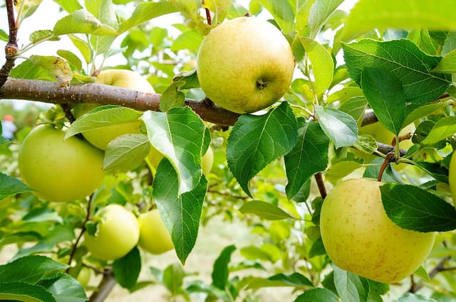 صورة من Domaine Lafrance: ١٣ ألف شجرة تفاح وكعك مقلي في Saint-Joseph-du-Lac، ٨ من ١١