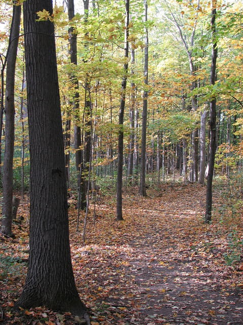 صورة من Cap-Saint-Jacques: مزرعة بيئية وغابة على Lac des Deux Montagnes، ٦ من ١٦