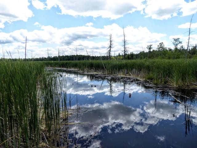صورة من Valens Lake: مسارات غابة وممر فوق الأرض الرطبة، ٣ من ١٣