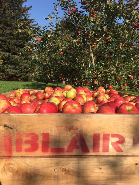 صورة من بساتين Blair: قطف التفاح واليقطين في مزرعة عائلية منذ ١٨٨٩، ٧ من ١٧