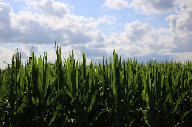 صورة من Hanes Corn Maze: متاهة الذرة وحيوانات المزرعة، ٣ من ٦