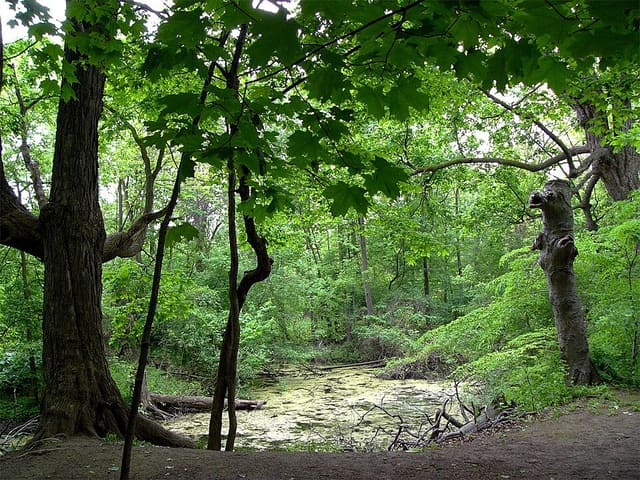 صورة من Humber Arboretum: حدائق وممرات قرب West Humber، ٢ من ٢