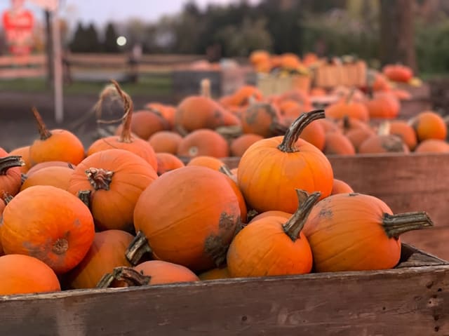 صورة من La Magie de la Pomme: قطف التفاح واللعب في البستان، ٧ من ١٨