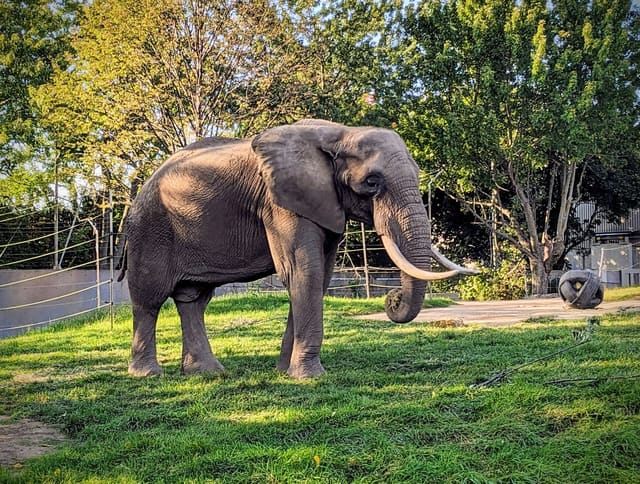 صورة من Zoo de Granby: حيوانات من أربع قارات وحديقة ألعاب، ١ من ١٨