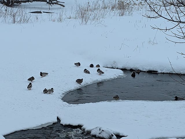 صورة من Parc des Rapides: مراقبة الطيور ومناظر النهر، ٨ من ١٥
