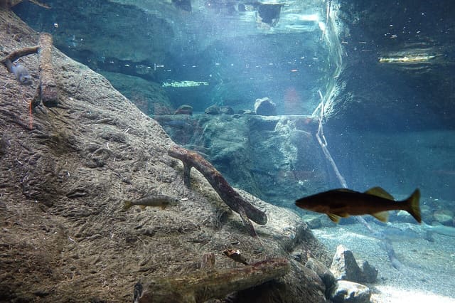 صورة من Biodôme: خمسة أنظمة بيئية وبطاريق تحت قبة واحدة، ٧ من ١٥