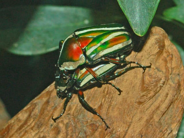 صورة من Insectarium: متحف الحشرات وخلية النحل خلف الزجاج، ٥ من ١٥