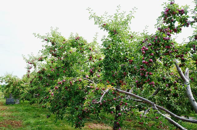 صورة من Domaine Lafrance: ١٣ ألف شجرة تفاح وكعك مقلي في Saint-Joseph-du-Lac، ٥ من ١١