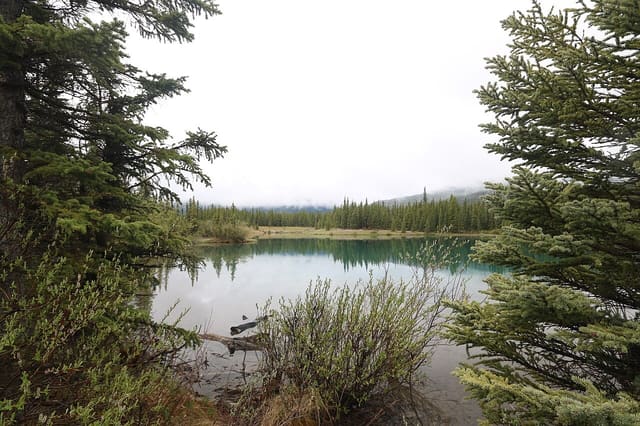 صورة من Forgetmenot Pond: بركة جبلية ونزهة قصيرة، ٥ من ١٦