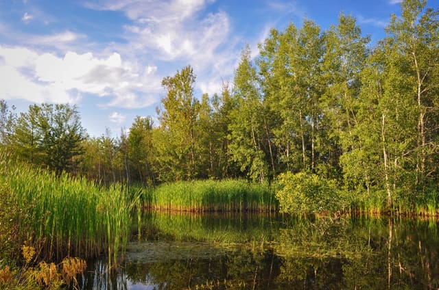 صورة من Hyla Park: مراقبة الطبيعة في محمية الضفادع، ١ من ١