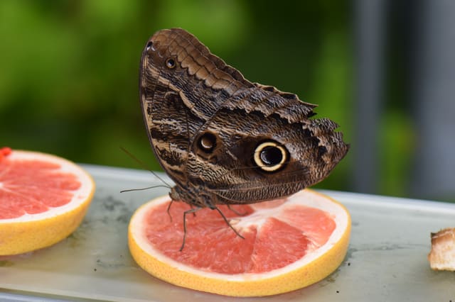 صورة من Insectarium: متحف الحشرات وخلية النحل خلف الزجاج، ١ من ١٥
