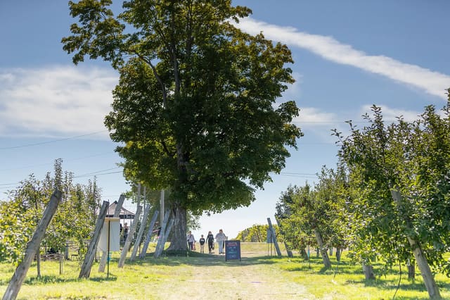 صورة من Domaine Labranche: قطف التفاح ونزهة ريفية، ٢ من ١٠