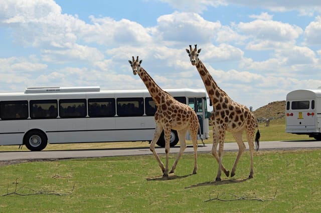 صورة من African Lion Safari: مشاهدة الحيوانات من السيارة، ١ من ١