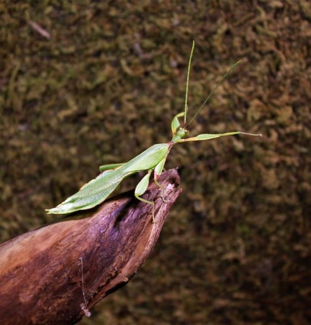 صورة من Victoria Bug Zoo: حشرات حية وجولات تعليمية، ١ من ٢
