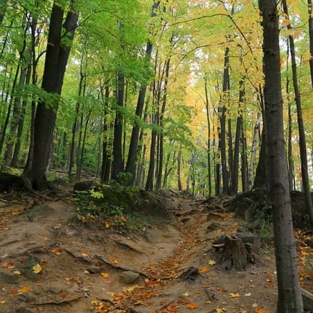 صورة من Rattlesnake Point: إطلالات الجرف وأشجار الأرز القديمة، ٤ من ٦