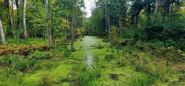 صورة من Pointe-aux-Prairies: غابات وأراضٍ رطبة، ١ من ١٥