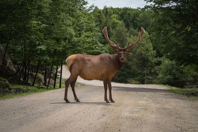 صورة من Parc Omega: سفاري بالسيارة تُطعم فيه الأيائل من نافذتك، ٣ من ٢٠