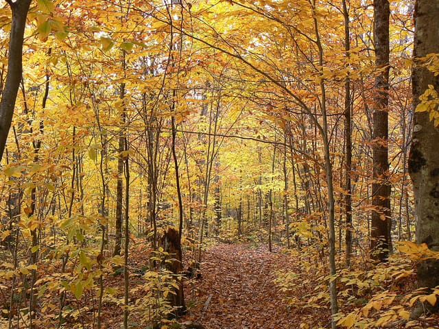 صورة من La Mauricie: بحيرات ومسارات مشي بين الغابات، ٧ من ١٥
