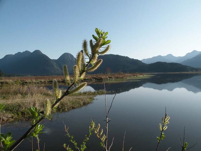 صورة من Widgeon Marsh Regional Park: مستنقعات وجبال ومنطقة نزهة، ١ من ١