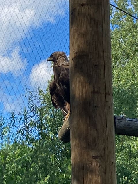 صورة من Zoo Ecomuseum: مشاهدة حيوانات كيبيك، ٦ من ٢٠