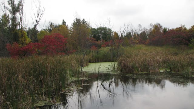 صورة من Pointe-aux-Prairies: غابات وأراضٍ رطبة، ٥ من ١٥
