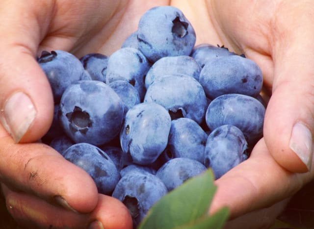 صورة من Paradis des Fruits: قطف فواكه في Dunham، ٧ من ٧
