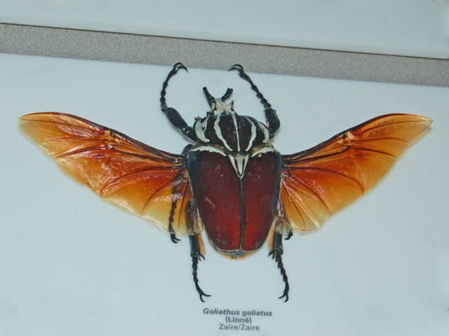 صورة من Insectarium: متحف الحشرات وخلية النحل خلف الزجاج، ٨ من ١٥