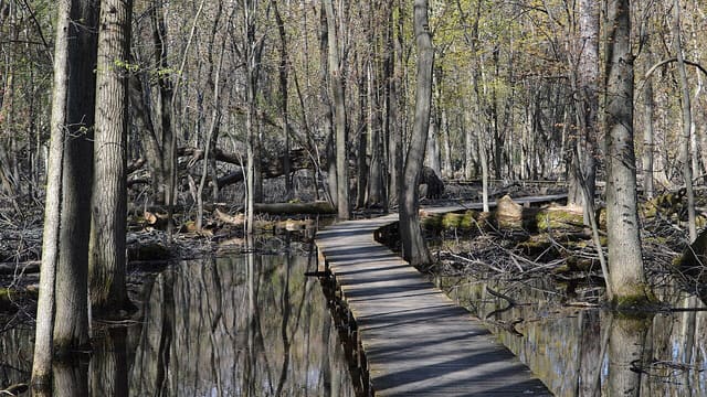 صورة من Île Saint-Bernard: مشي ومراقبة الطيور، ٥ من ١٥
