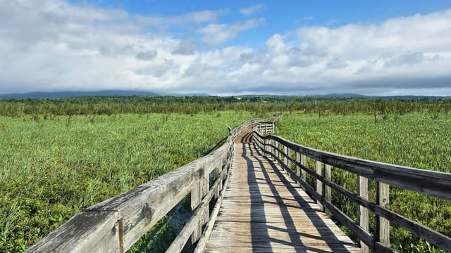 صورة من Marais de la Rivière-aux-Cerises: ممرات فوق المستنقع، ٧ من ١٩