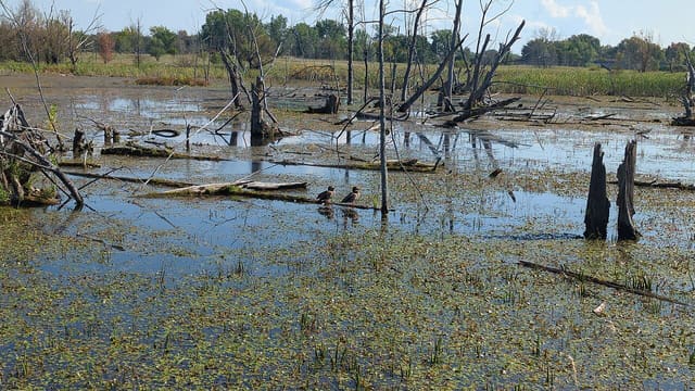صورة من Île Saint-Bernard: مشي ومراقبة الطيور، ٤ من ١٥