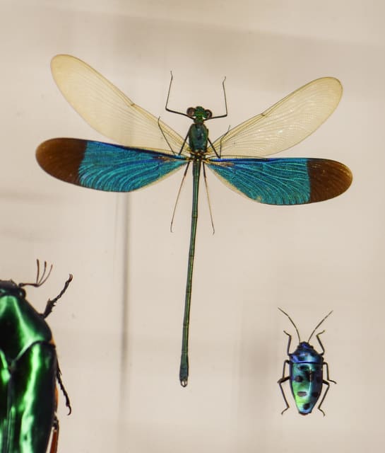 صورة من Insectarium: متحف الحشرات وخلية النحل خلف الزجاج، ٧ من ١٥