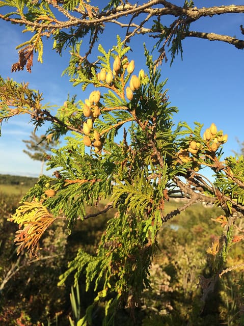 صورة من Marais de la Rivière-aux-Cerises: ممرات فوق المستنقع، ٤ من ١٩