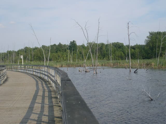 صورة من Parc-nature du Bois-de-l'Île-Bizard: إطلالة على البحيرة وشواء قرب الماء، ٨ من ١٥