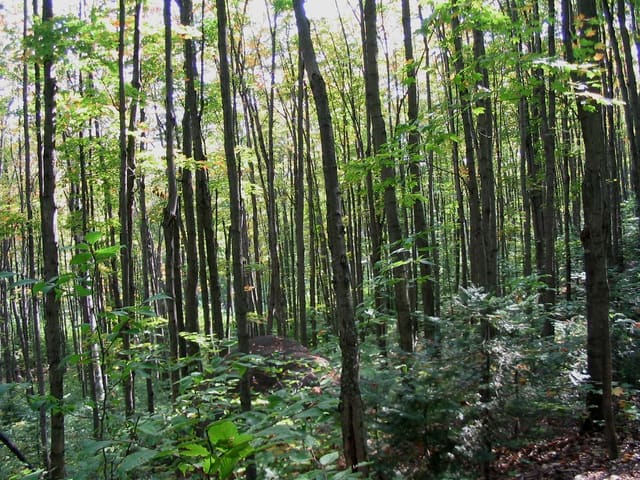 صورة من Forêt Ouareau: مشي في قطاع Massif، ٨ من ٢٤