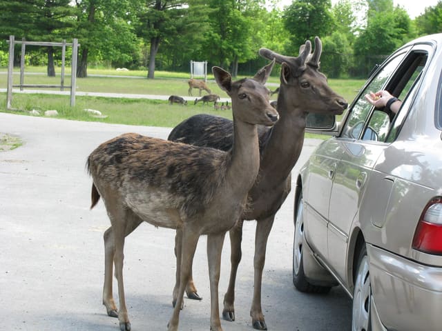 صورة من Parc Safari: سفاري بالسيارة وأنفاق القطط الكبيرة، ٨ من ١٦