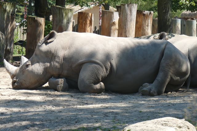 صورة من Zoo de Granby: حيوانات من أربع قارات وحديقة ألعاب، ٨ من ١٨