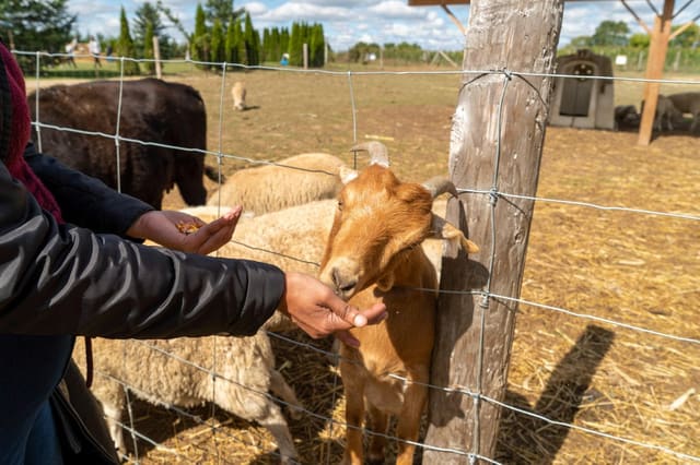 صورة من Brooks Farms: متاهة ذرة وألعاب مزرعة في الخريف، ٢ من ٢