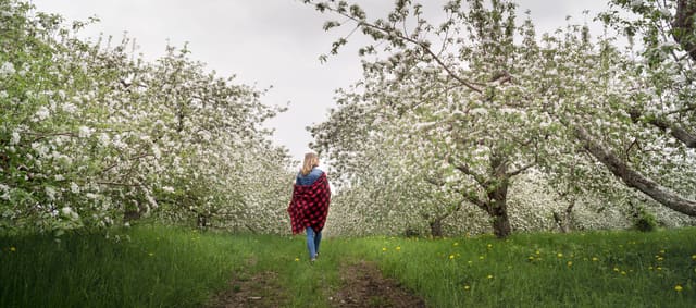 صورة من Labonté de la Pomme: قطف التفاح ومعصرة عصير في Oka، ٥ من ٢١