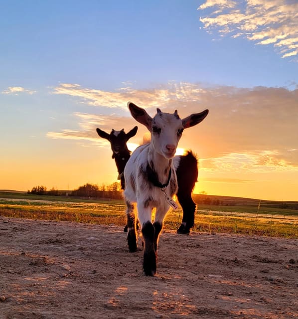 صورة من Wander’s Tiny Farm: حيوانات ولعب ريفي، ٢ من ٢