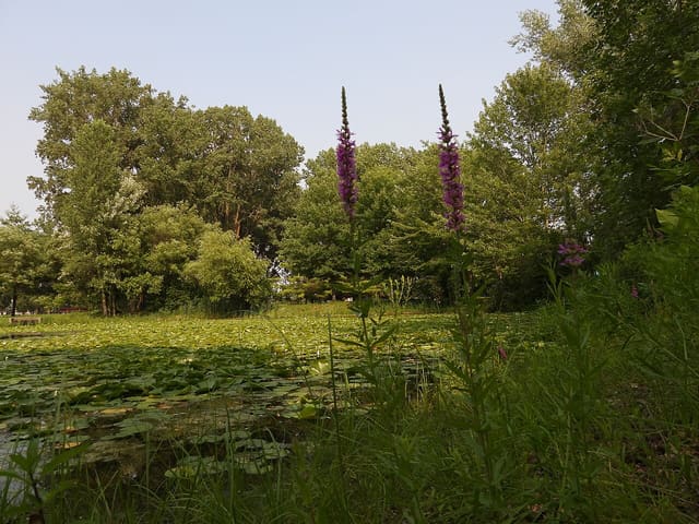 صورة من Parc Angrignon: غابة وبحيرة ونزهات، ٤ من ١٠