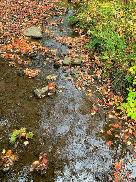 صورة من Taylor Creek Park: مشي في وادي Taylor Massey، ٦ من ٢٣