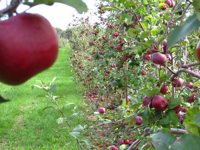 صورة من La Fruiteraie des Gadbois: قطف التفاح، ٤ من ١٦